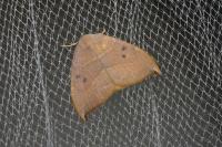 Watsonalla uncinula