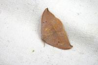 Watsonalla uncinula
