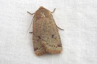 Conistra erythrocephala