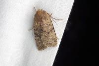Conistra staudingeri