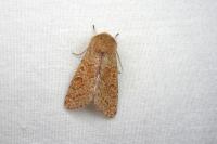 Orthosia miniosa