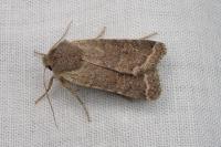 Spudaea ruticilla
