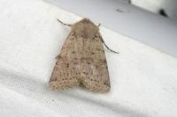 Spudaea ruticilla