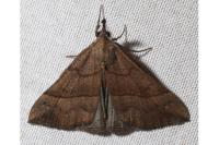 Hypena proboscidalis