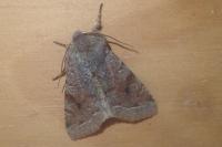 Orthosia incerta