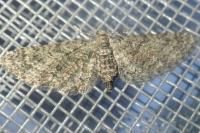 Eupithecia cocciferata