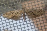 Eupithecia oxycedrata