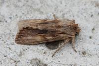 Lithophane socia