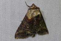 Abrostola triplasia