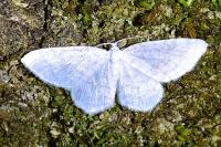 Asthena albulata