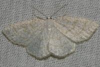 Cabera exanthemata
