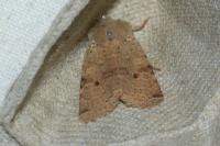 Spudaea ruticilla