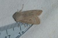 Orthosia gracilis