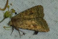 Caradrina morpheus