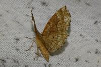 Cepphis advenaria