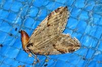 Chesias rufata rufata