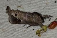 Clostera anachoreta
