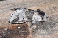 Furcula bicuspis