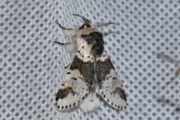 Furcula bicuspis