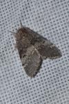 Drymonia ruficornis