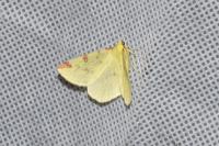 Opisthograptis luteolata