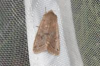 Orthosia cerasi