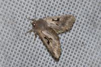 Orthosia gothica