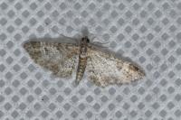 Gymnoscelis rufifasciata