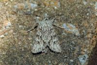 Xylocampa areola