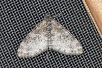 Lobophora halterata