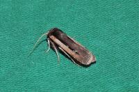 Ochropleura leucogaster