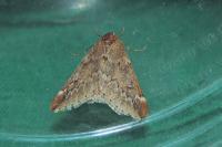 Alsophila aescularia