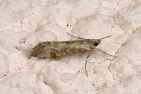 Cornifrons ulceratalis
