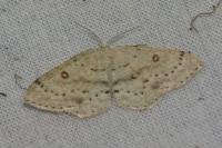 Cyclophora albipunctata