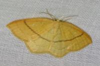 Cyclophora linearia
