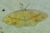 Cyclophora punctaria