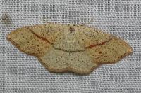 Cyclophora punctaria