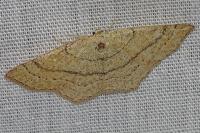 Cyclophora ruficiliaria