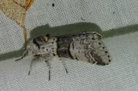 Furcula bifida
