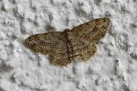 Ectropis crepuscularia