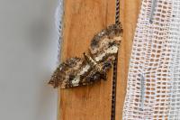 Earophila badiata
