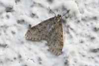 Trichopteryx carpinata