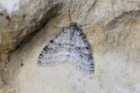 Trichopteryx carpinata