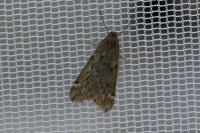 Alsophila aescularia