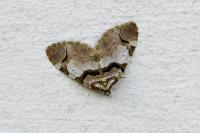 Anticlea derivata