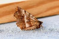 Selenia dentaria