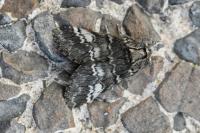 Drymonia ruficornis