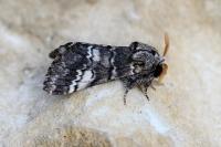 Drymonia ruficornis