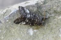 Drymonia ruficornis