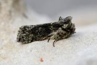 Polyploca ridens